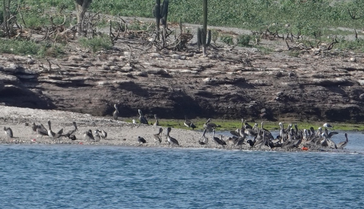 Brown Pelican (California) - ML619407172