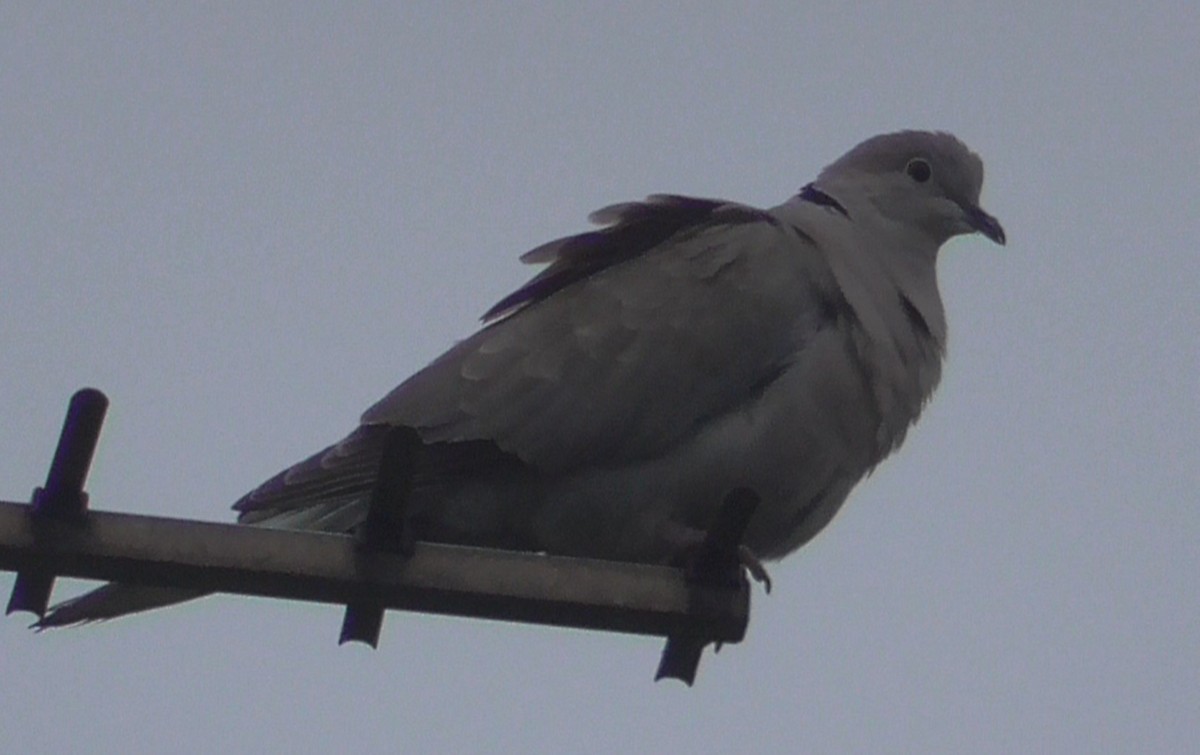 Eurasian Collared-Dove - Christopher Bourne