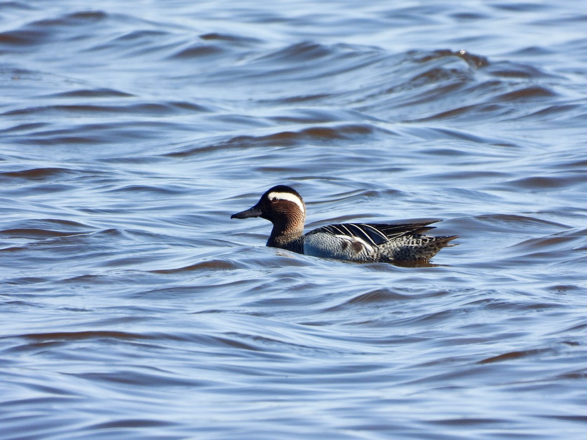 Garganey - Emil Johansson