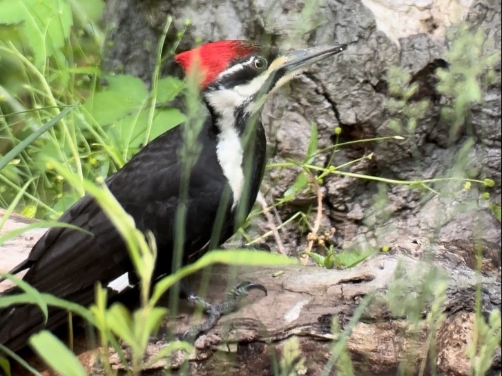 Pileated Woodpecker - Jeff Bouton