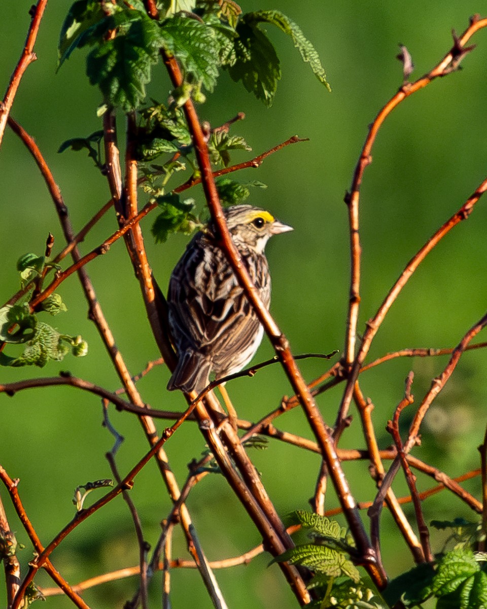 Savannah Sparrow (Savannah) - Martin Mau