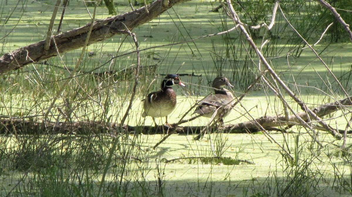 Wood Duck - Sheila Sawyer