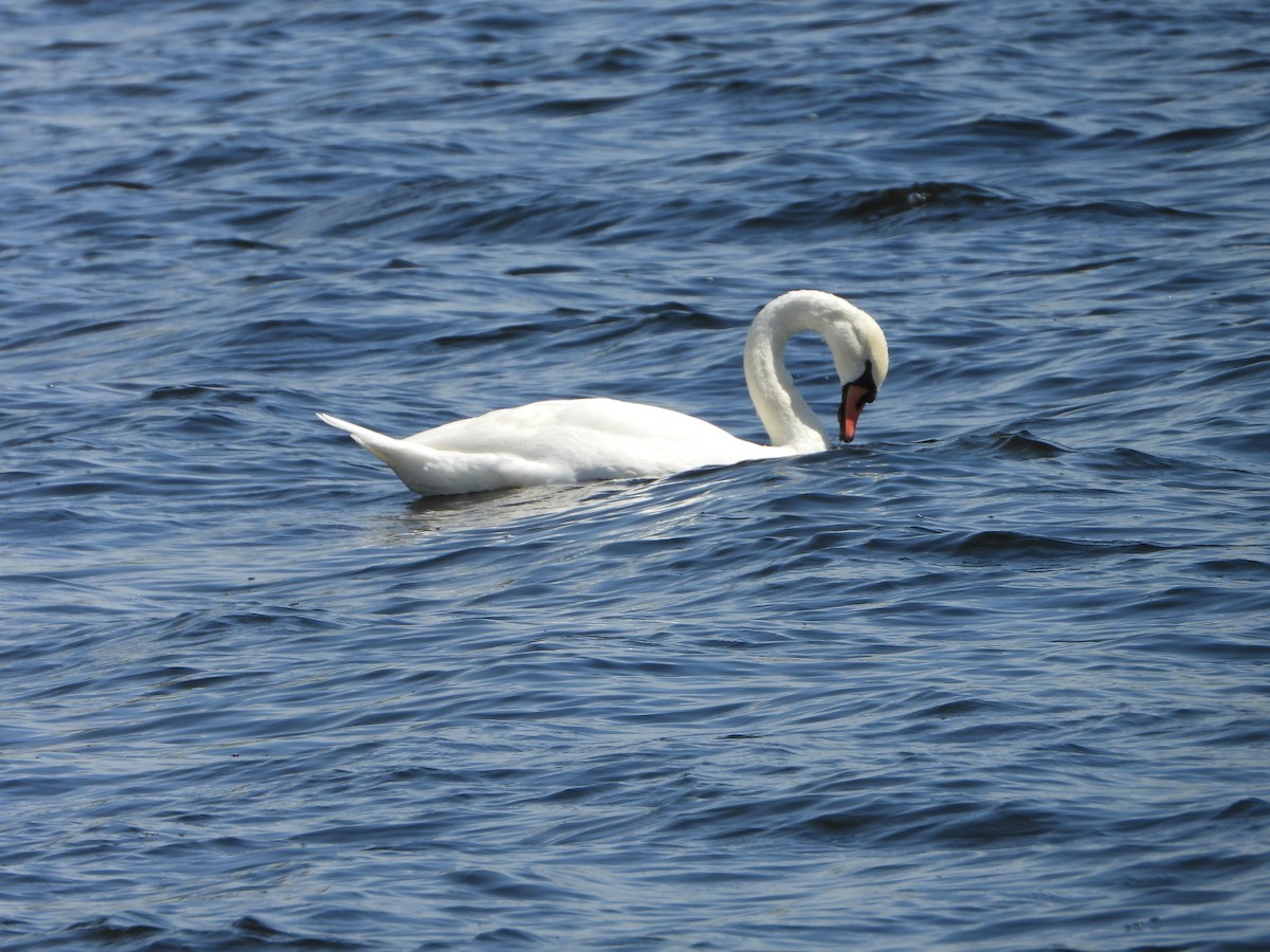 Mute Swan - valerie pelchat