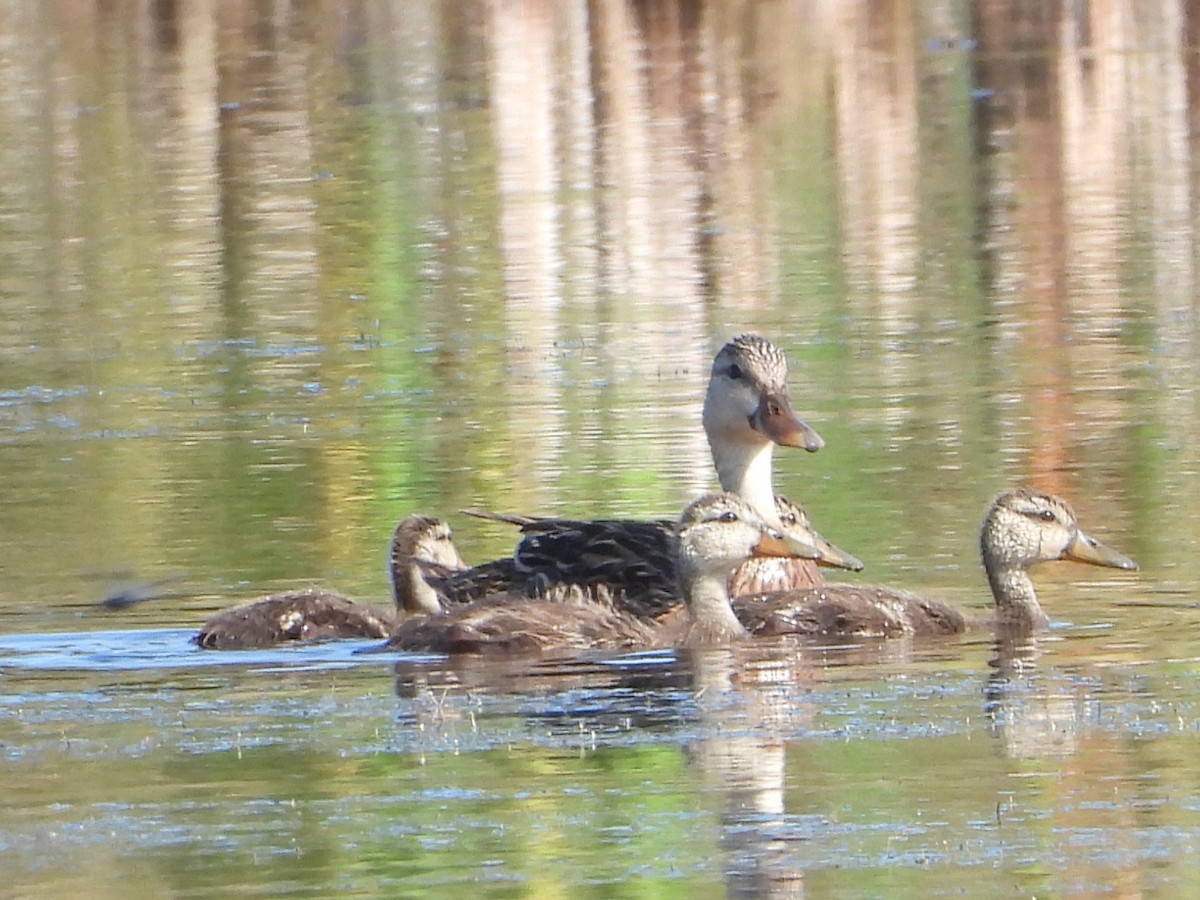 Mottled Duck - Vickie Amburgey