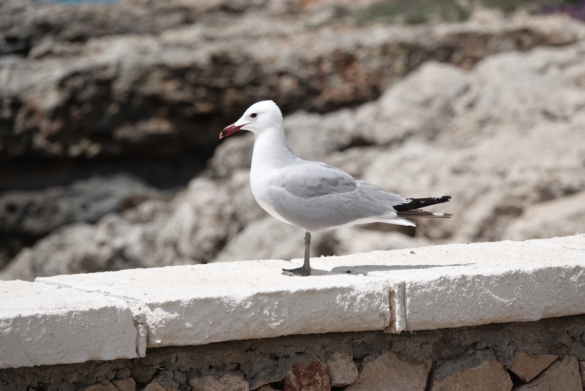 Gaviota de Audouin - ML619407221