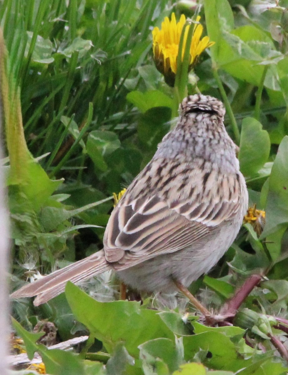 Brewer's Sparrow - NE Ohio Duck Tracker - JUDY   ( ')>