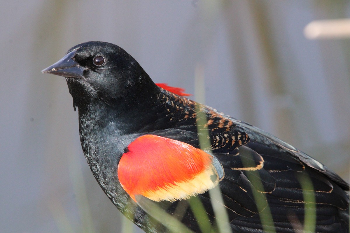 Red-winged Blackbird - NE Ohio Duck Tracker - JUDY   ( ')>