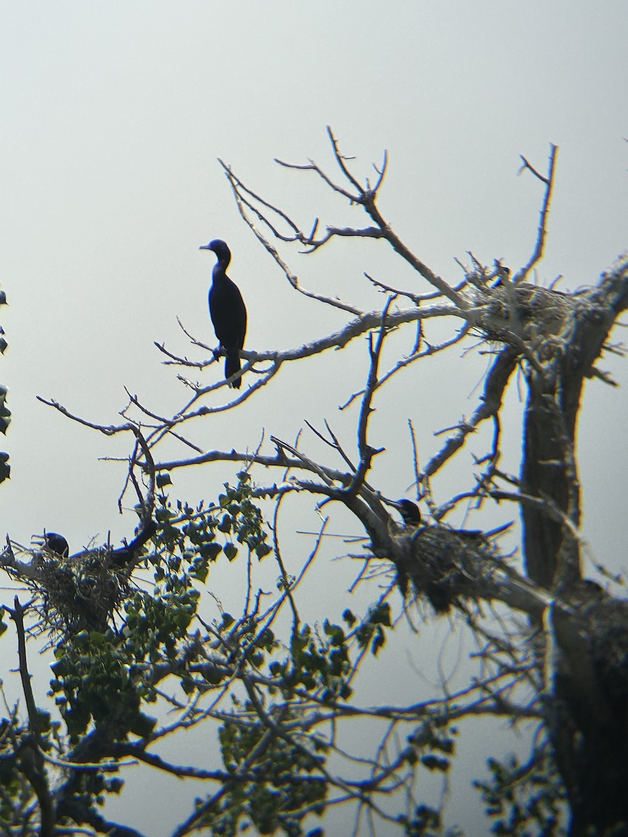 Double-crested Cormorant - Joseph Gowen