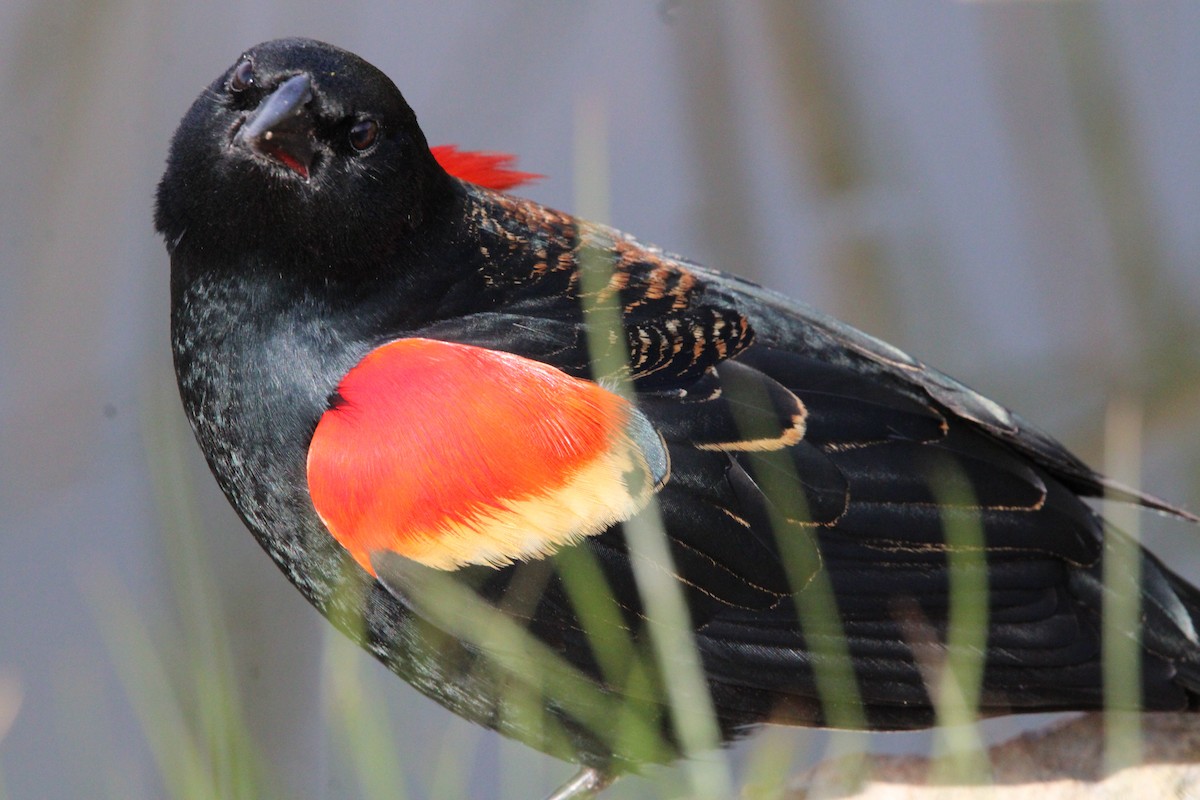 Red-winged Blackbird - NE Ohio Duck Tracker - JUDY   ( ')>