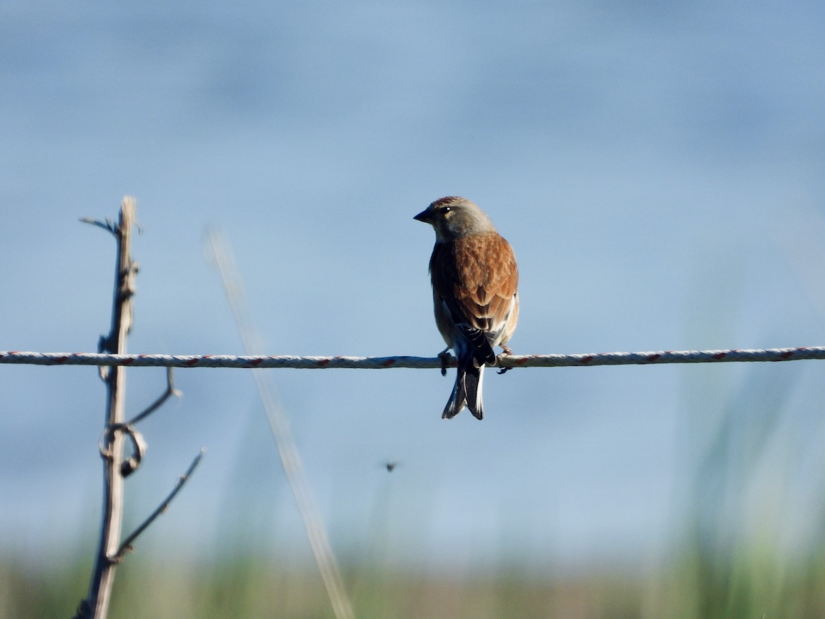 Eurasian Linnet - Emil Johansson