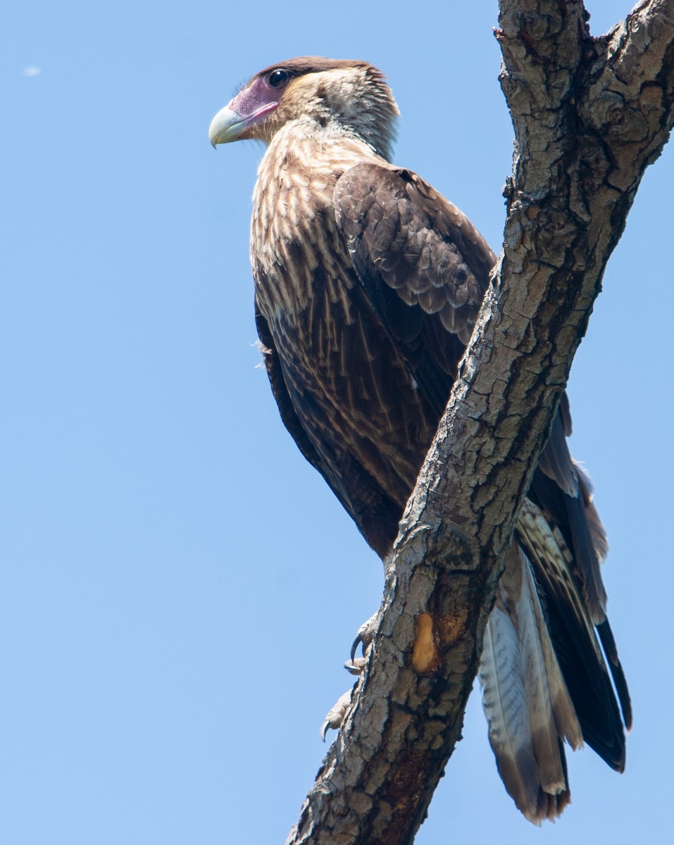 Crested Caracara - Anonymous