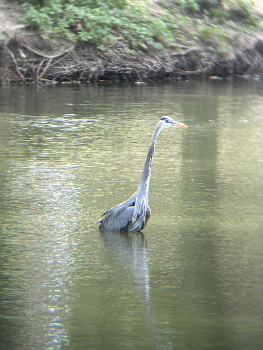 Great Blue Heron - Joseph Gowen