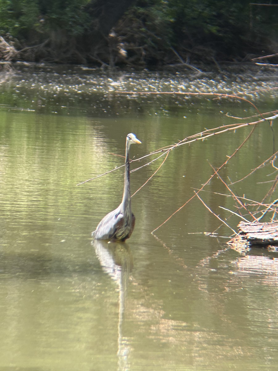 Garza Azulada - ML619407256