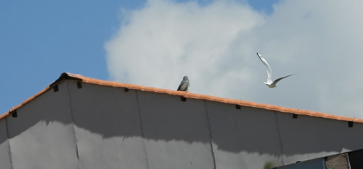 Andean Gull - Laura Rosas