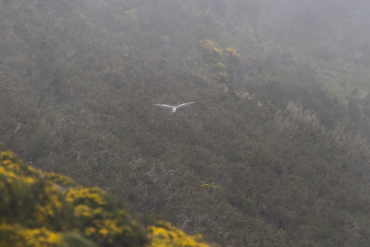 Hen Harrier - José Alberto Ramos Flecha