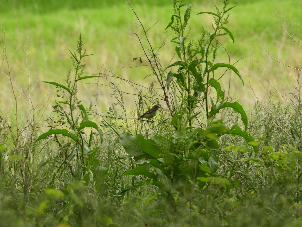 Blue-headed Vireo - Monica Rose