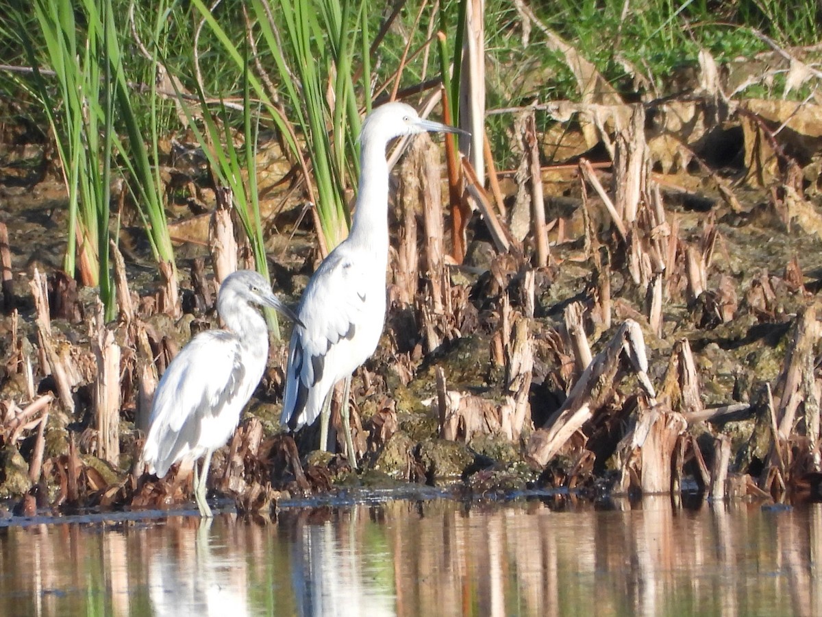 Little Blue Heron - Vickie Amburgey