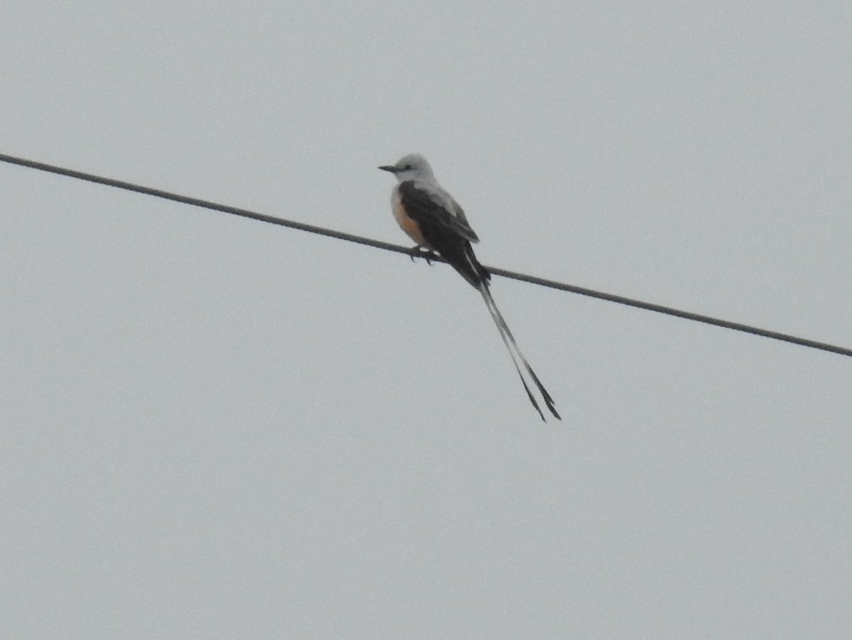 Scissor-tailed Flycatcher - ML619407291