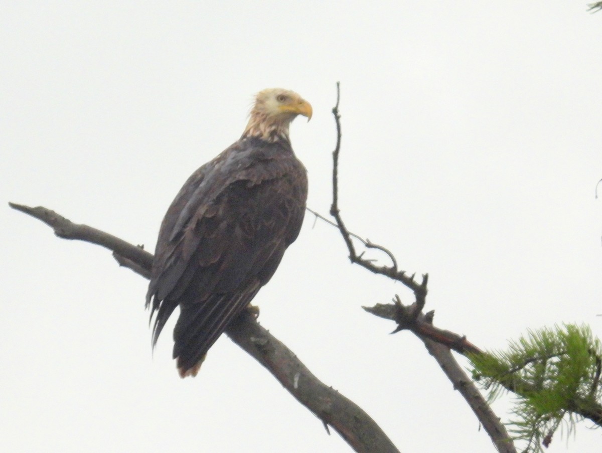 Bald Eagle - ML619407307