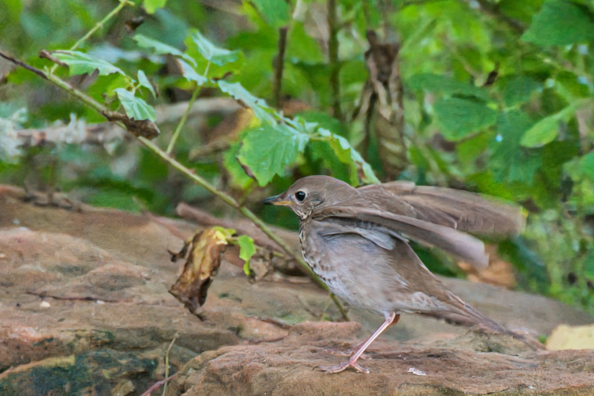 Gray-cheeked Thrush - Donald Fullmer