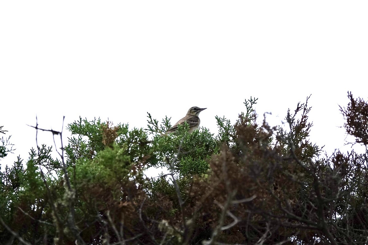 Tawny Pipit - Chris Furner