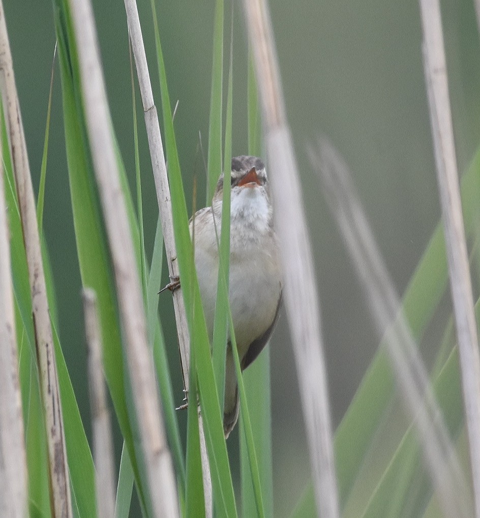 Sedge Warbler - Andre Grandjean