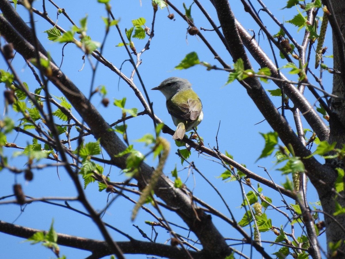 Tennessee Warbler - Rhonda Langelaan