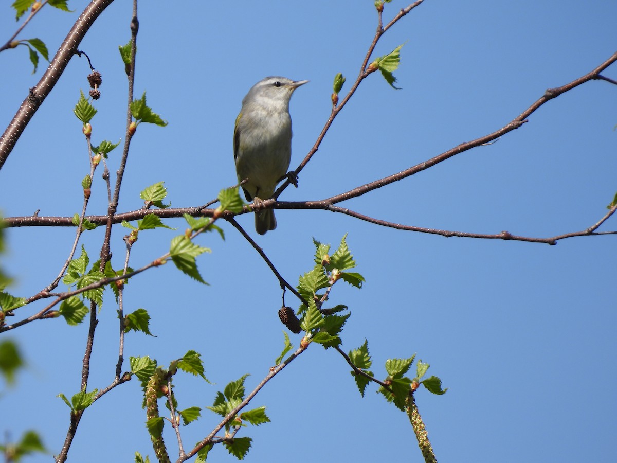 Tennessee Warbler - Rhonda Langelaan