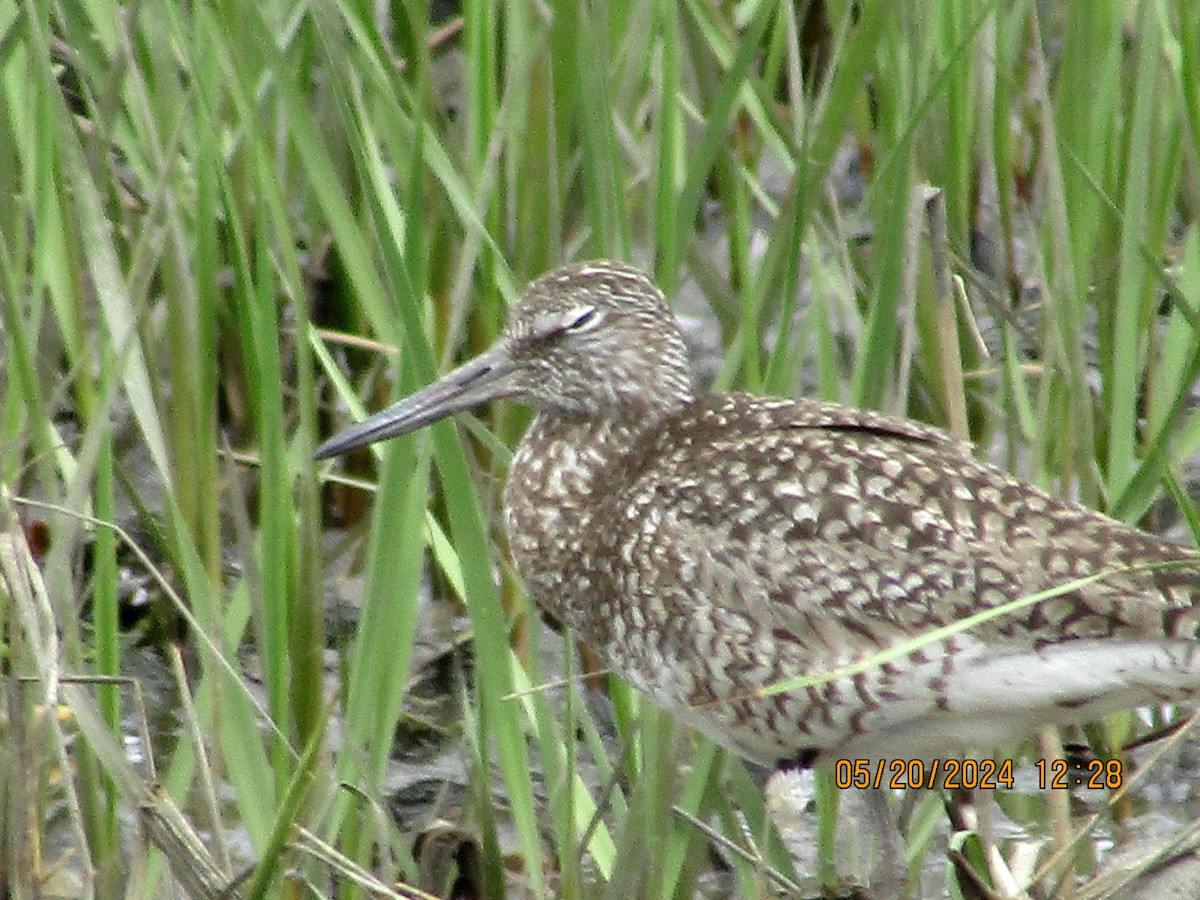 Willet - Joao Faustino