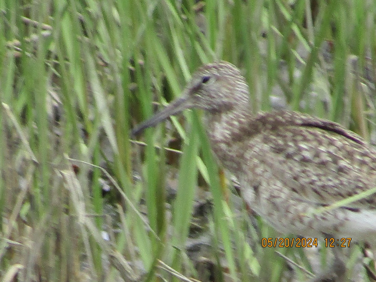 Willet - Joao Faustino