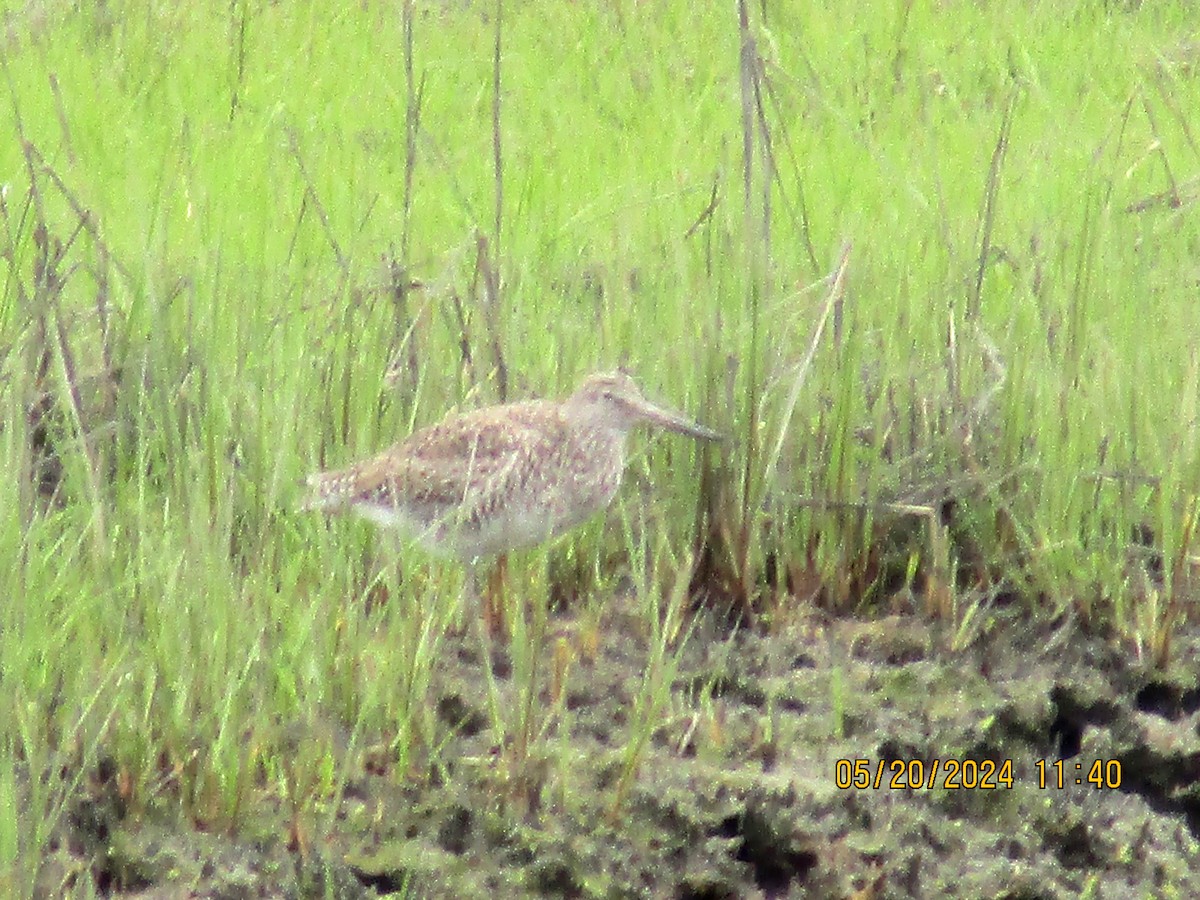 Willet - Joao Faustino