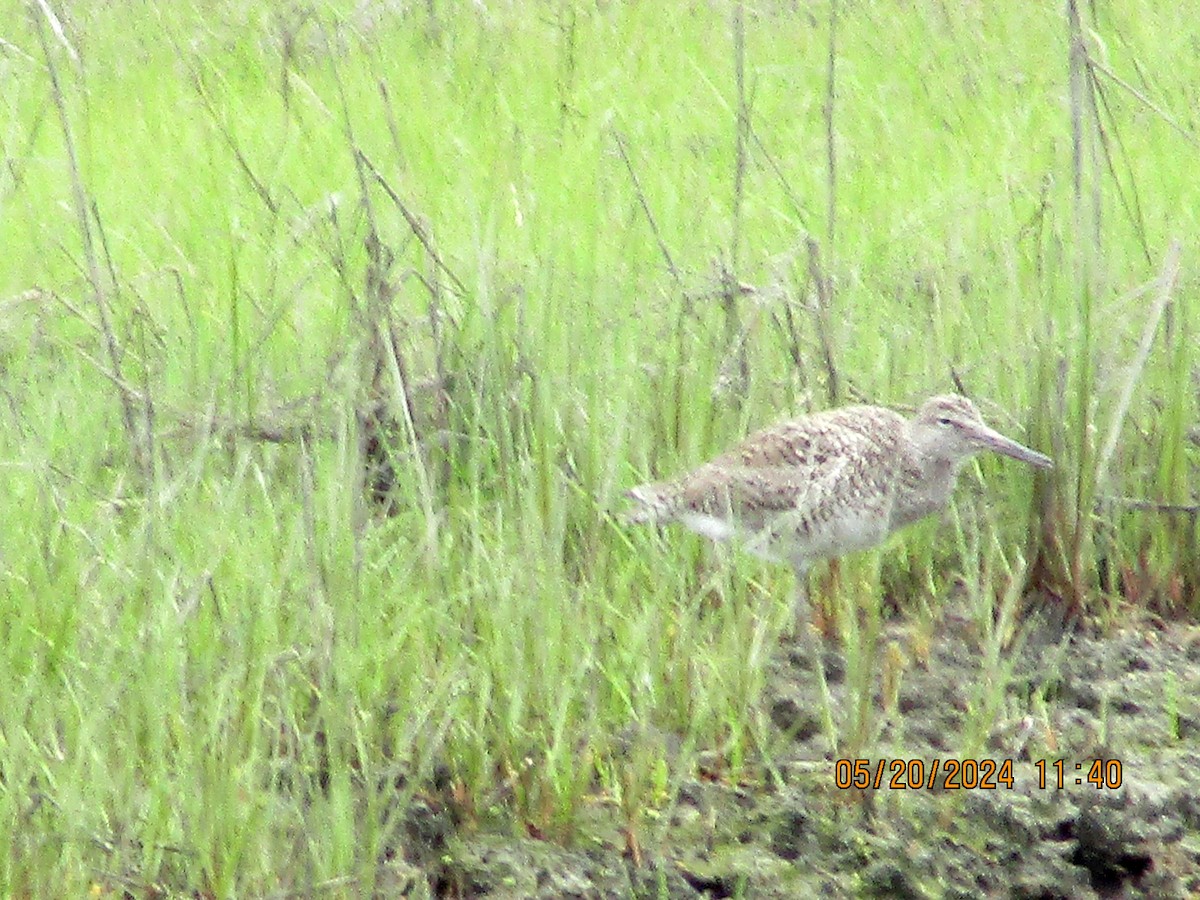 Willet - Joao Faustino