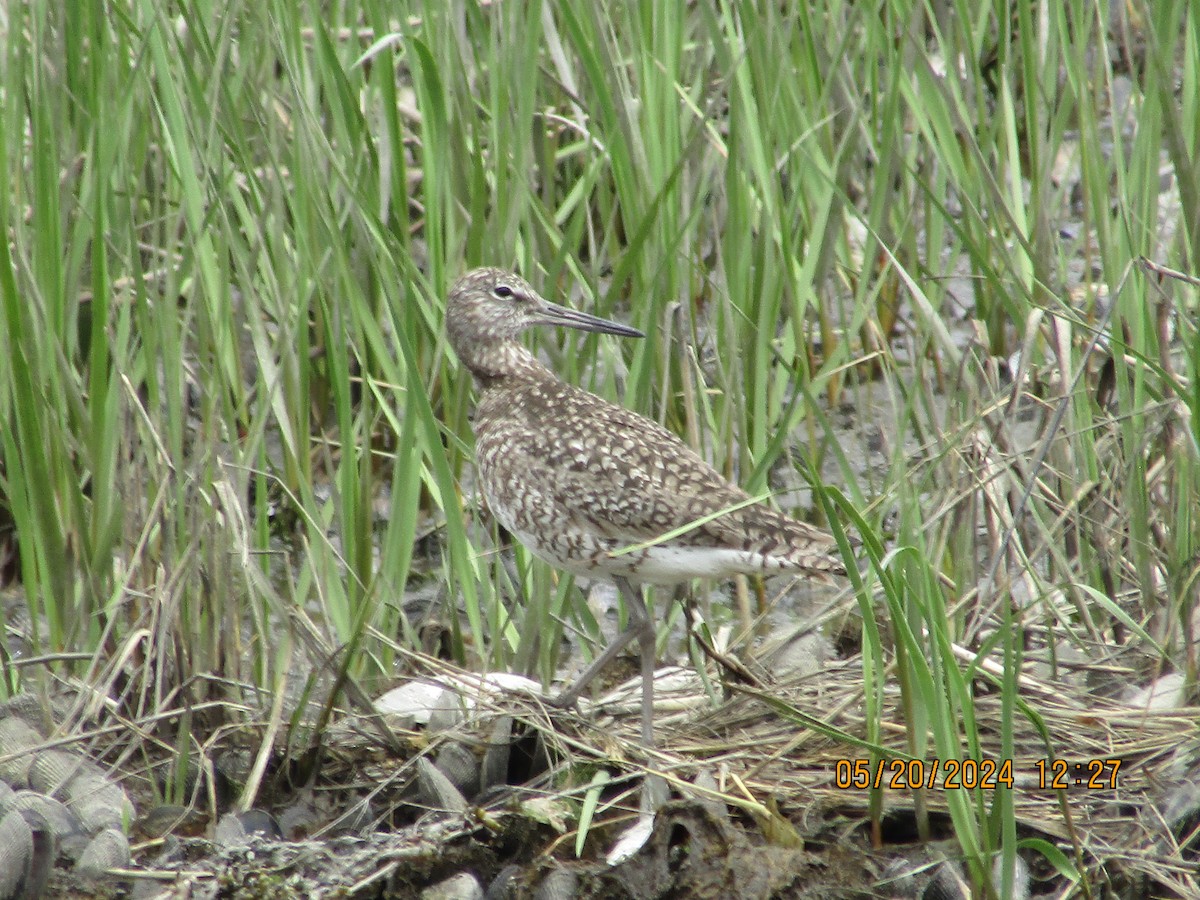 Willet - Joao Faustino