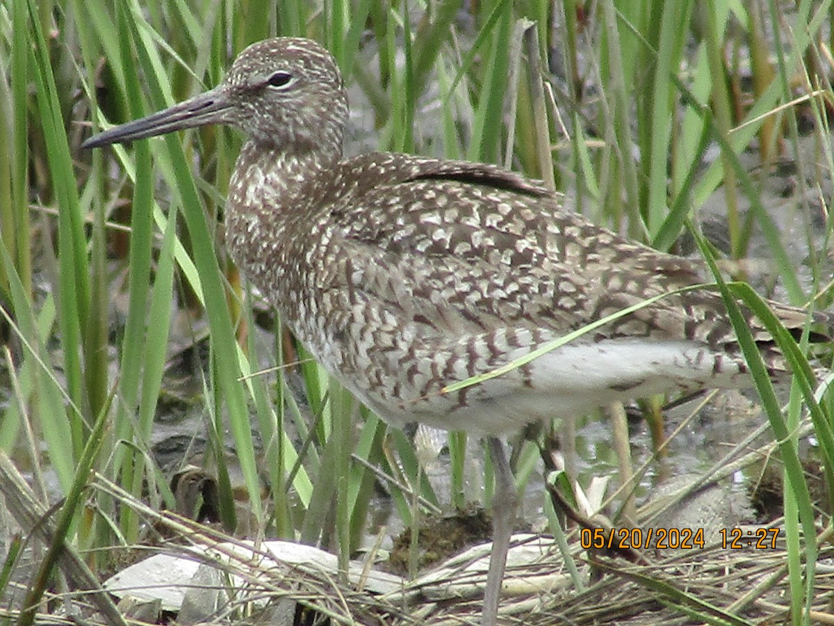 Willet - Joao Faustino