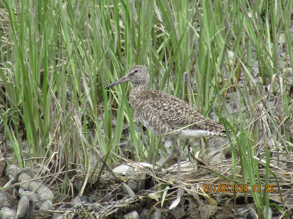 Willet - Joao Faustino