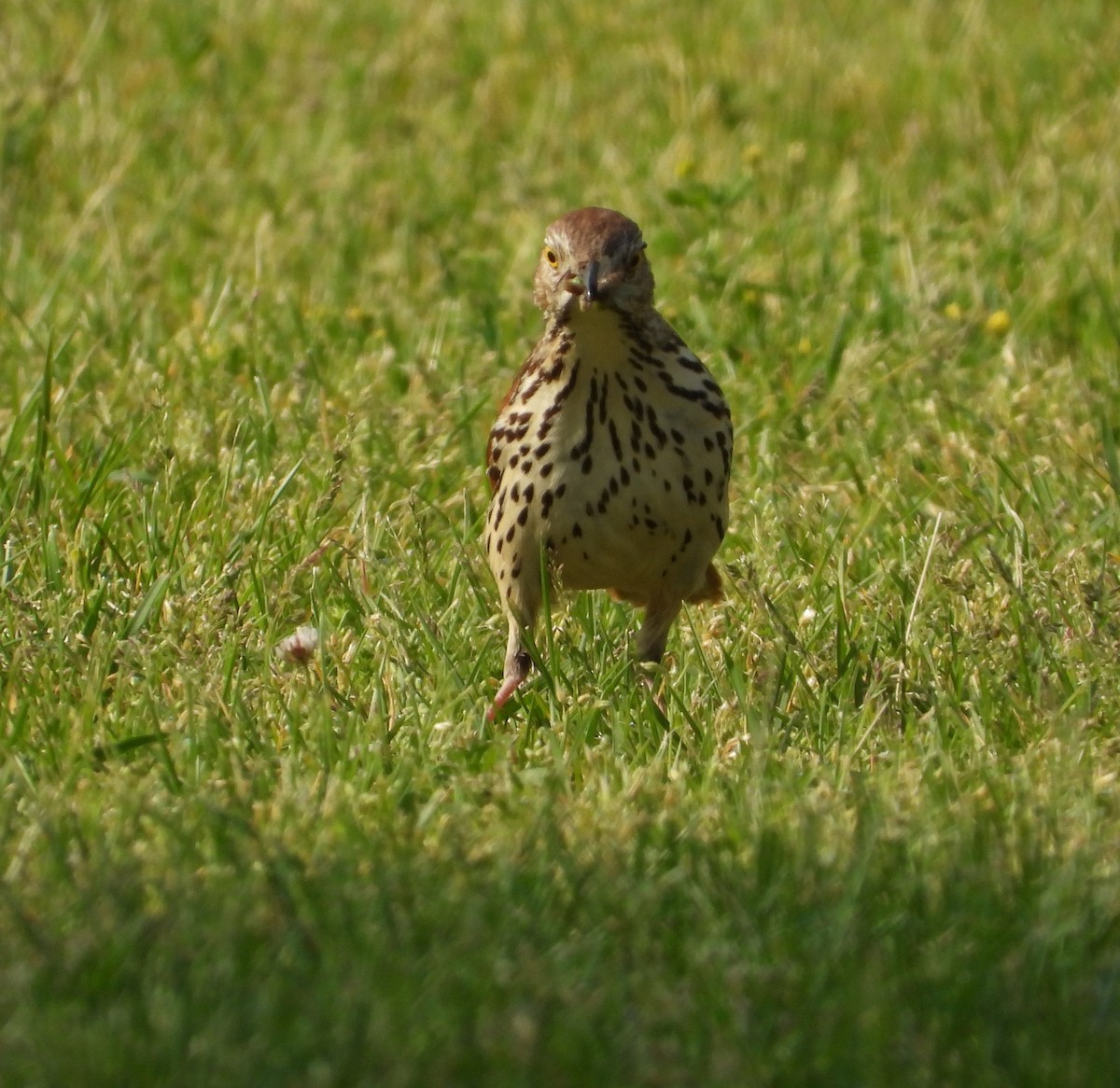 Brown Thrasher - Amy Lyyski