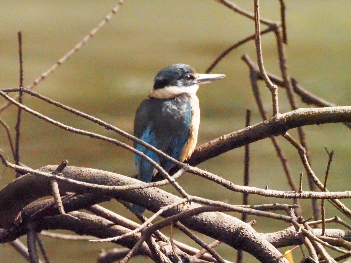 Sacred Kingfisher (Australasian) - ML619407378