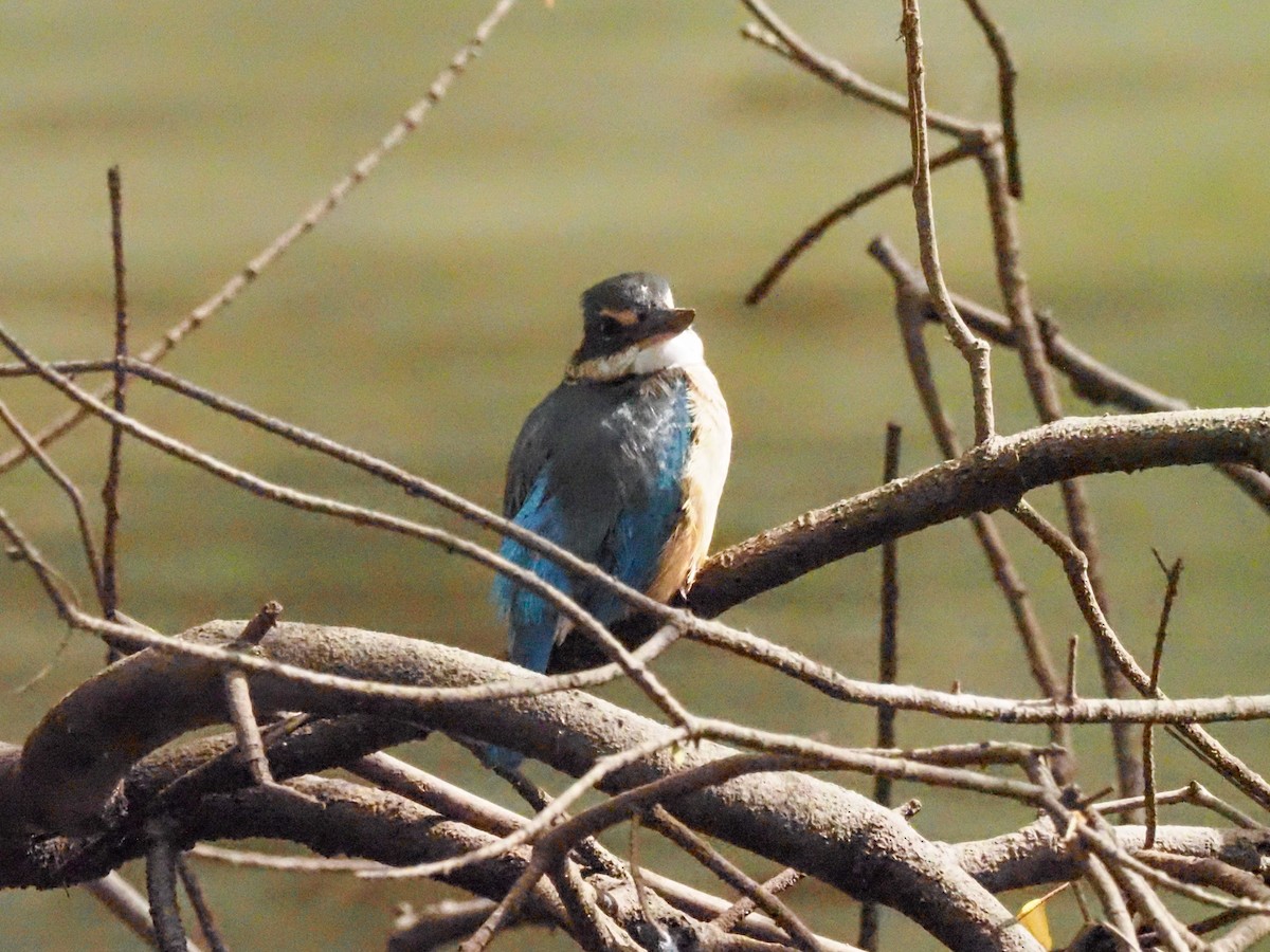 Sacred Kingfisher (Australasian) - Todd Deininger