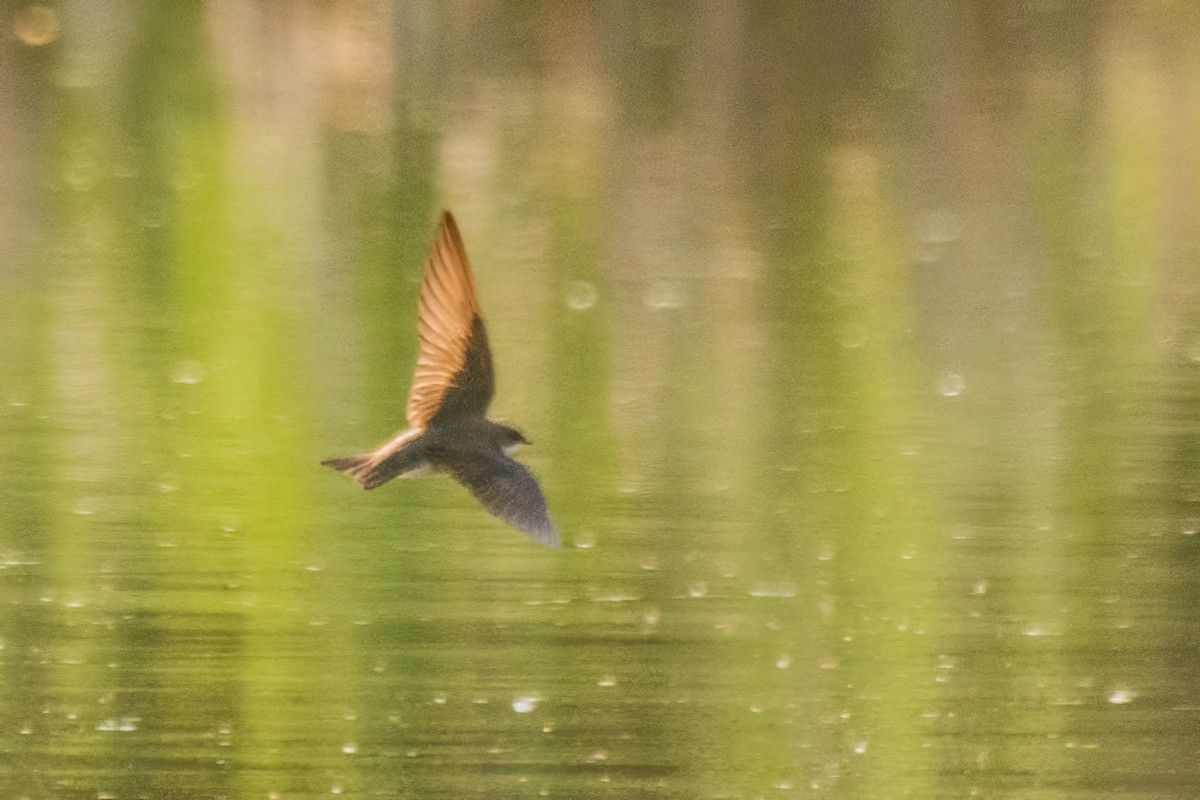 Tree Swallow - Marc Boisvert