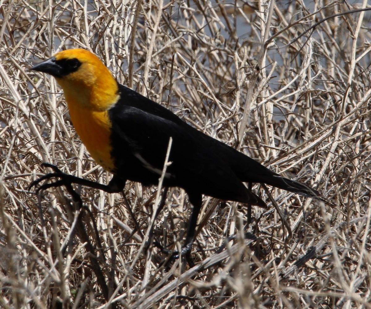 Yellow-headed Blackbird - NE Ohio Duck Tracker - JUDY   ( ')>