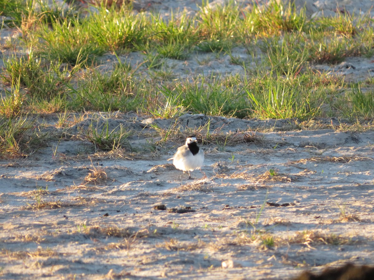 White Wagtail - Samuel de la Calle San José