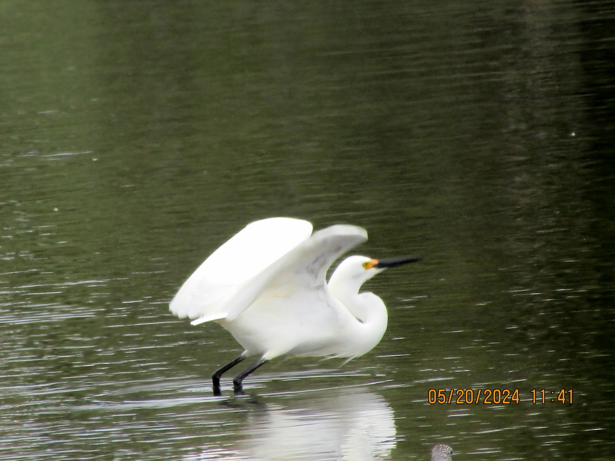 Snowy Egret - ML619407403