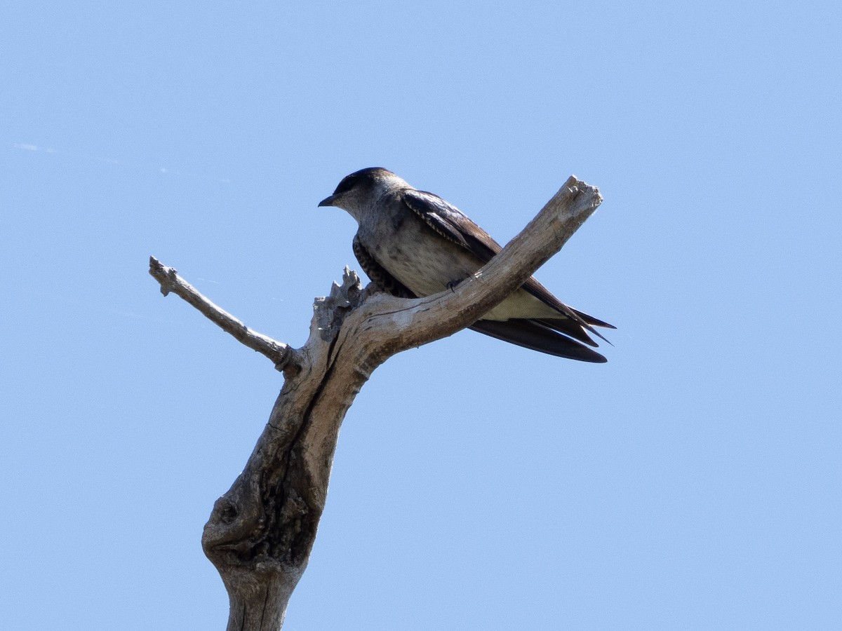 Purple Martin - ML619407435