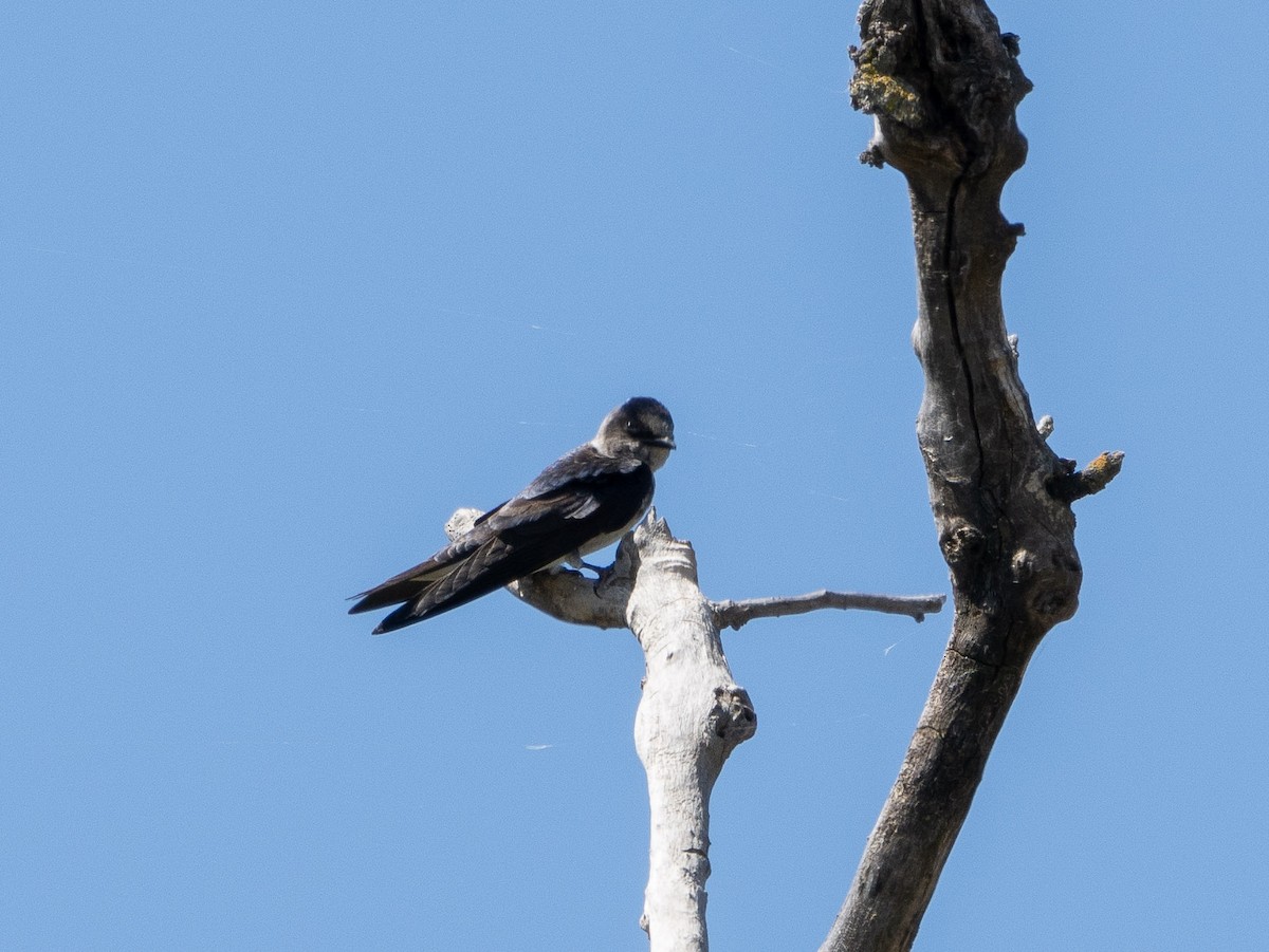 Purple Martin - ML619407436