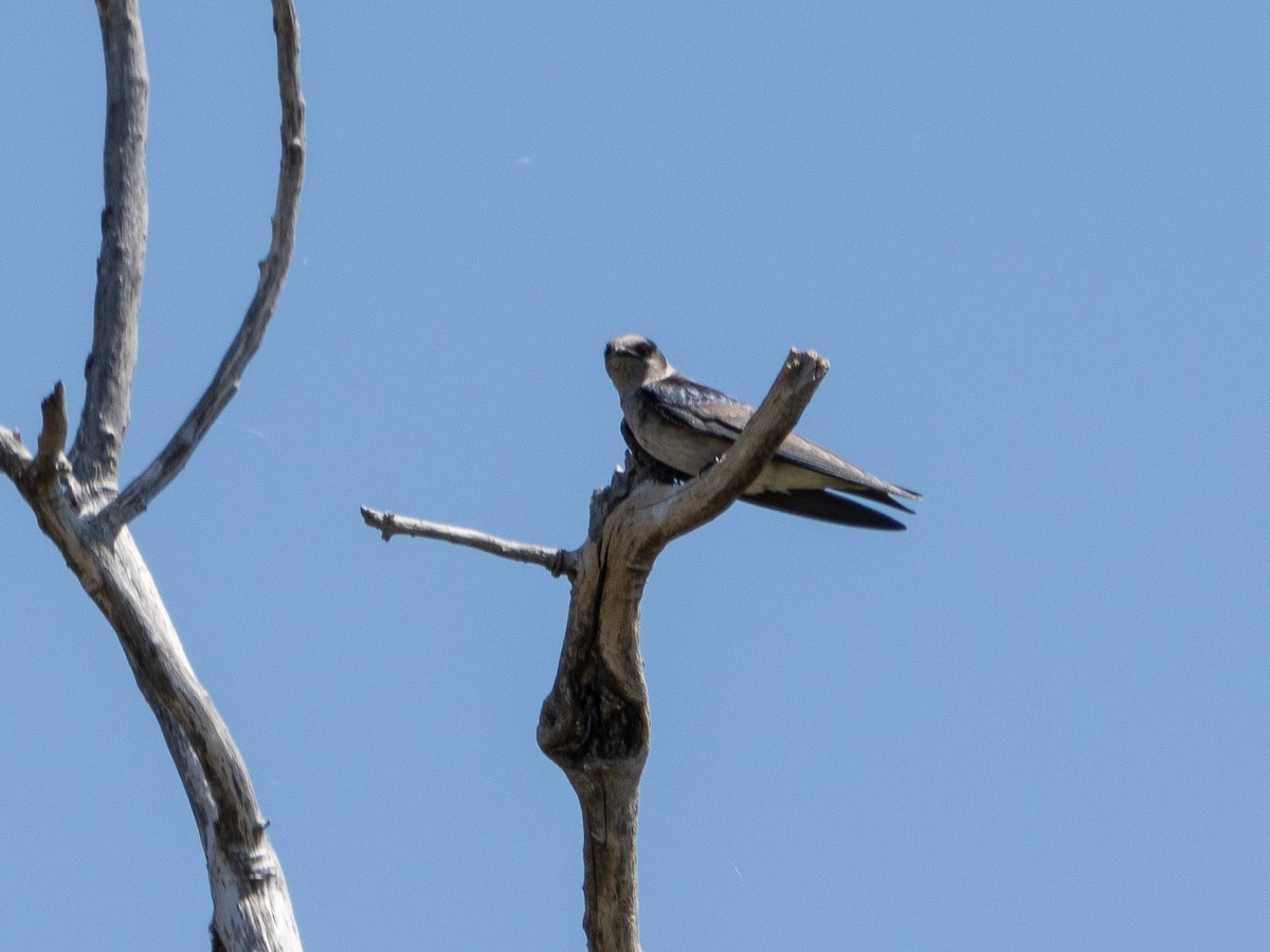 Purple Martin - ML619407437