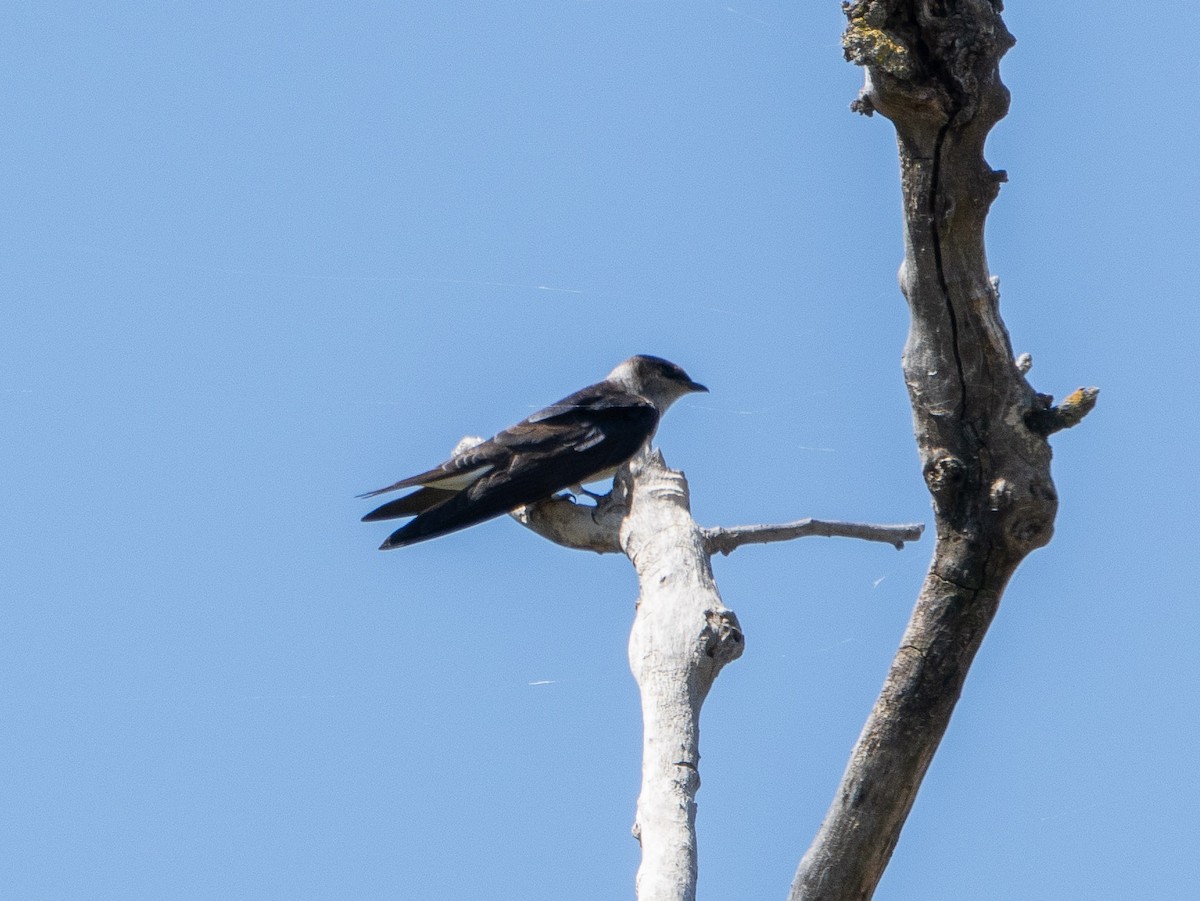 Purple Martin - ML619407438