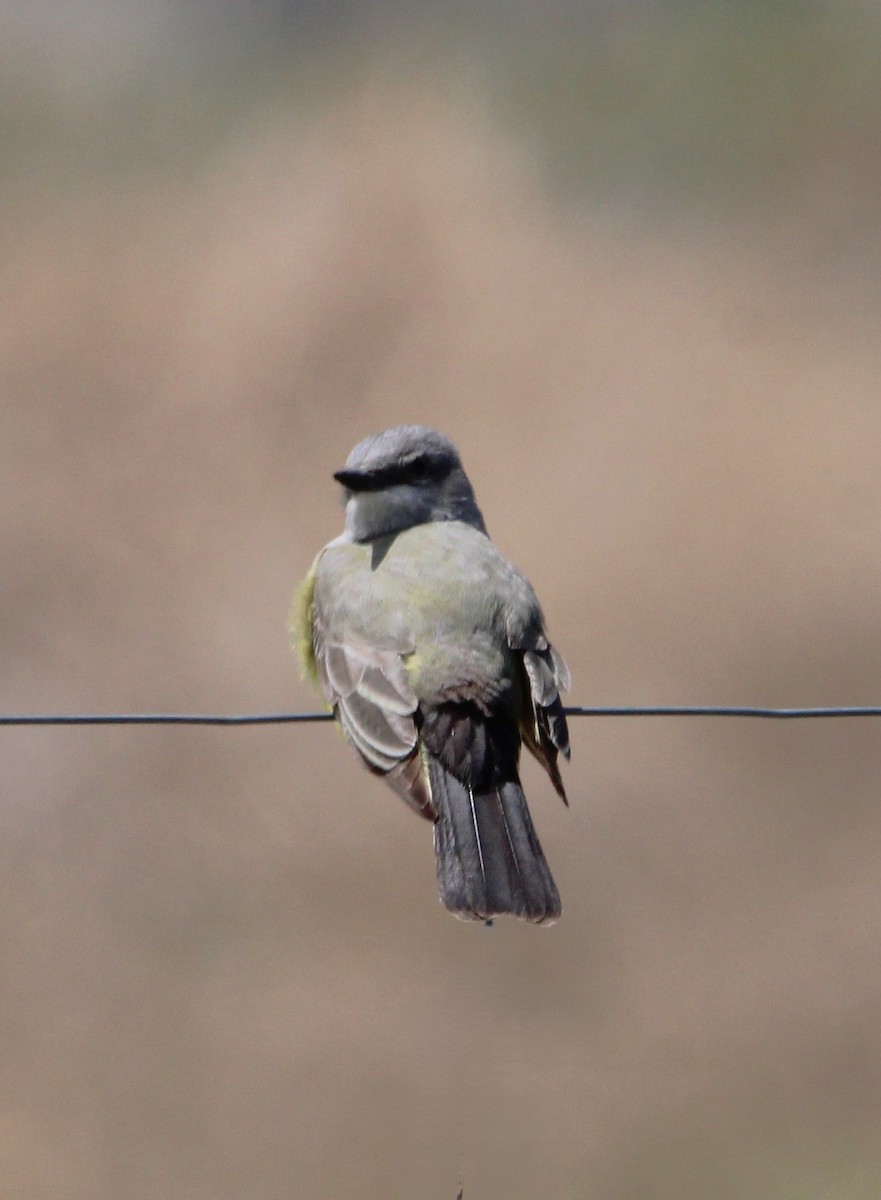 Western Kingbird - NE Ohio Duck Tracker - JUDY   ( ')>