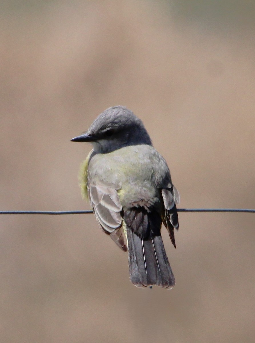 Western Kingbird - NE Ohio Duck Tracker - JUDY   ( ')>