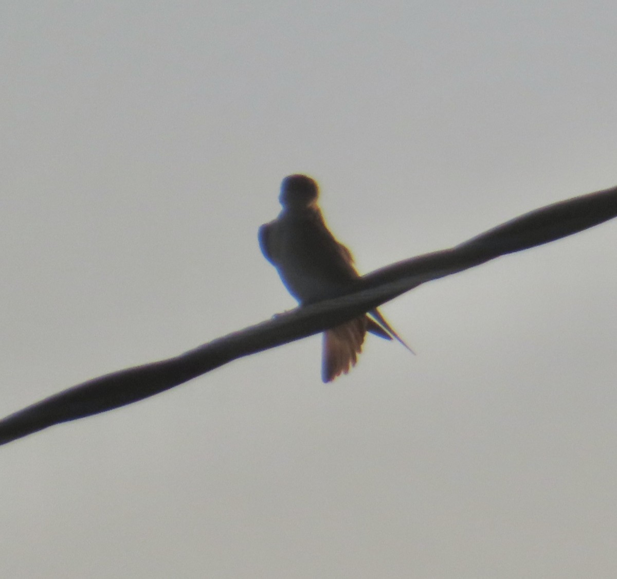 Northern Rough-winged Swallow - Mohini Rawool-Sullivan