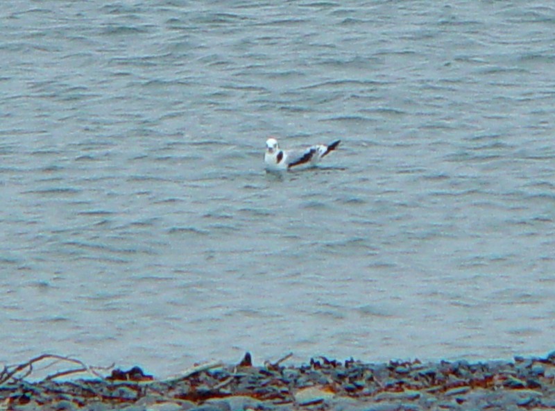 Black-legged Kittiwake - Jeff Chapman